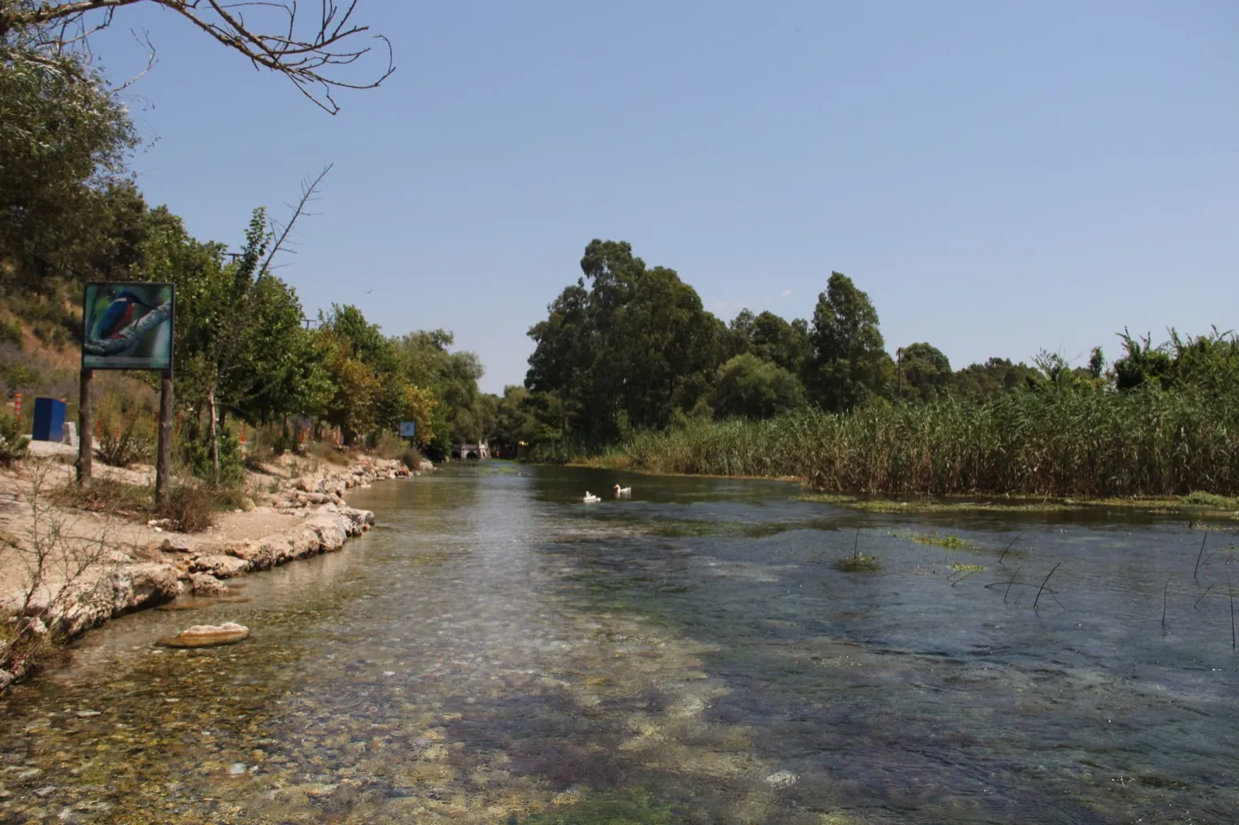 Akyaka’daki Azmak Çayı’nın berrak suyu, sazlıklar ve ağaçlar